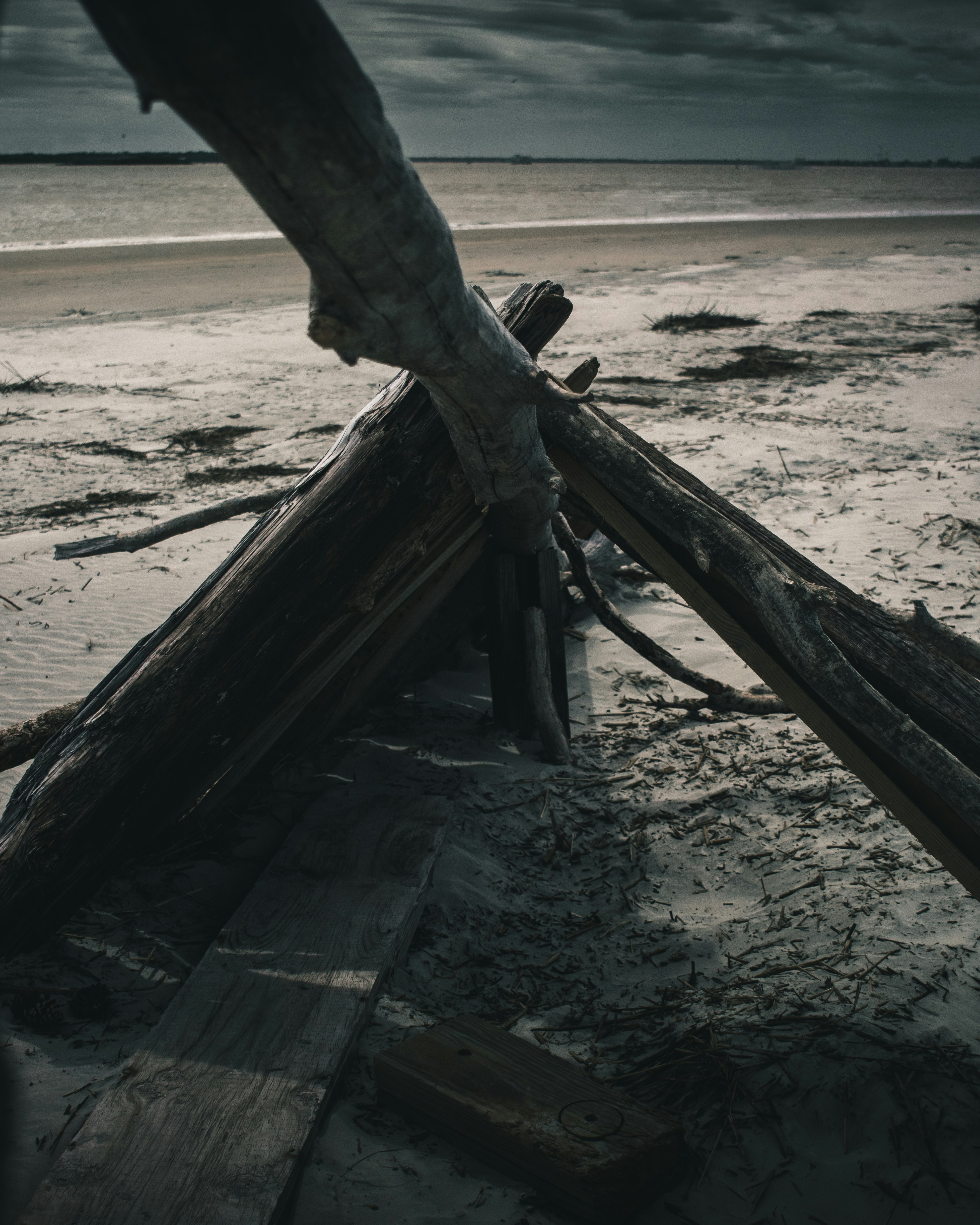 driftwood on shore